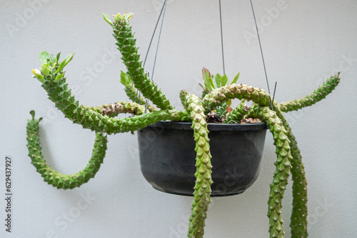 Monadenium stapelioides growing in a hanging pot. This beautiful Monadenium produces many multicolored stems. The stems tend to flop over and hang with this species. photo