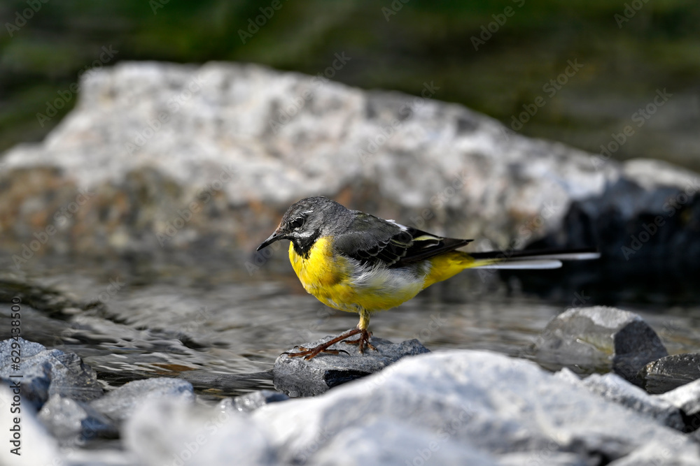 Grey wagtail in a quarry // Gebirgsstelze in einem Steinbruch (Motacilla cinerea) Grey wagtail in a quarry // Gebirgsstelze in einem Steinbruch (Motacilla cinerea)
