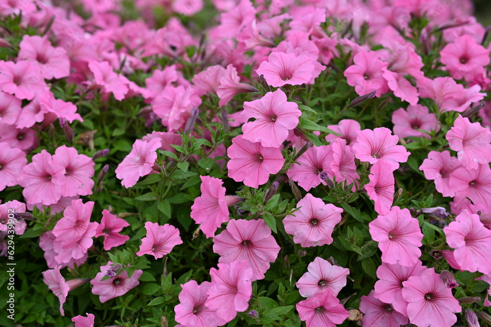 pink petunia flowers close-up, soft pink background from flowers
pink petunia flowers close-up, soft pink background from flowers