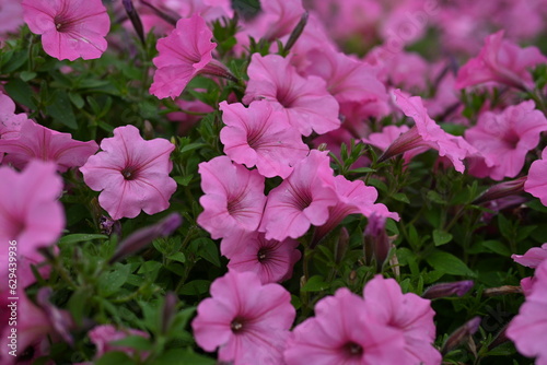 pink petunia flowers close-up, soft pink background from flowers 