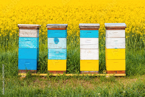 Wooden apiary crates or beehive boxes for beekeeping and honey collecting in blooming canola field