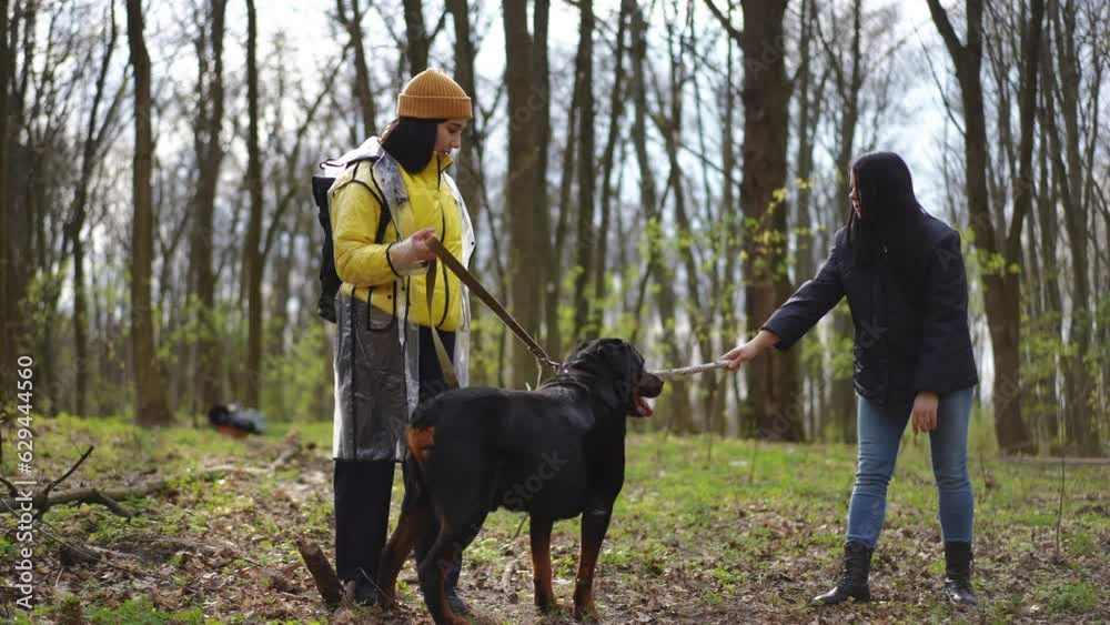 Wide shot two young women walking with dog in forest training pet with stick. Beautiful Caucasian friends enjoying morning outdoors with animal Wide shot two young women walking with dog in forest training pet with stick. Beautiful Caucasian friends enjoying morning outdoors with animal