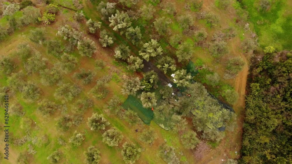 Aerial drone view of an olive trees for the production of olive oil near Antequera, Andalusia, south Spain. Olive tree fiel seen from above Aerial drone view of an olive trees for the production of olive oil near Antequera, Andalusia, south Spain. Olive tree fiel seen from above