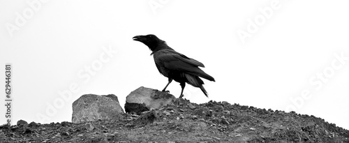 Common raven // Kolkrabe (Corvus corax) 