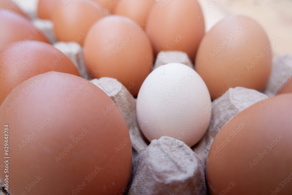 selectively focus on white eggs among brown eggs. soft focus. for the concept of mixed photos even though they are different and not racist selectively focus on white eggs among brown eggs. soft focus. for the concept of mixed photos even though they are different and not racist