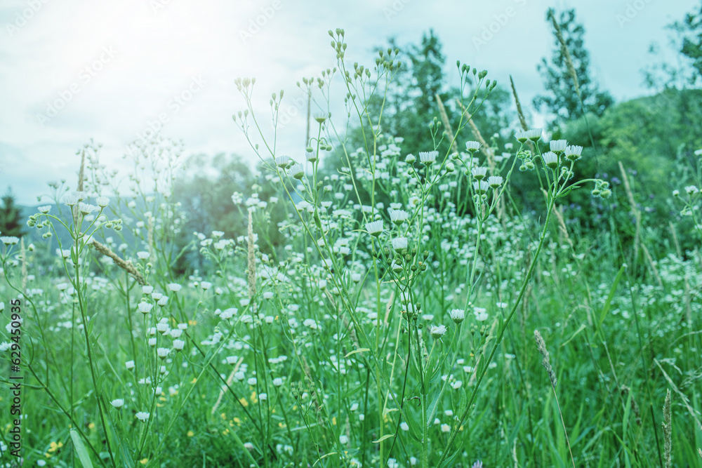 Obraz premium Chamomile flowers growing on the meadow.