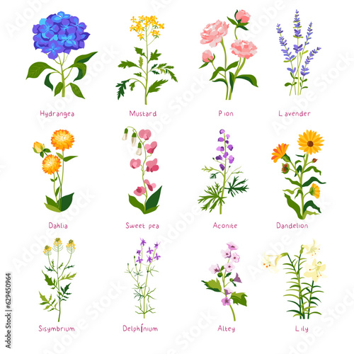 Spring flower and wildflower with names, vector