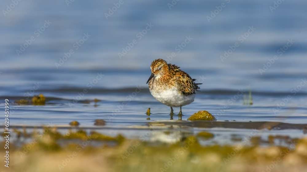 Little Stint (Calidris minuta) is is a wetland bird that lives in the northern parts of the European and Asian continents. It feeds in swampy areas. Little Stint (Calidris minuta) is is a wetland bird that lives in the northern parts of the European and Asian continents. It feeds in swampy areas.