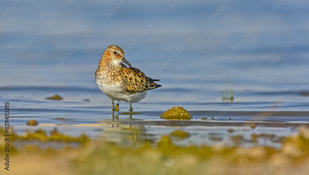 Little Stint (Calidris minuta) is is a wetland bird that lives in the northern parts of the European and Asian continents. It feeds in swampy areas. Little Stint (Calidris minuta) is is a wetland bird that lives in the northern parts of the European and Asian continents. It feeds in swampy areas.