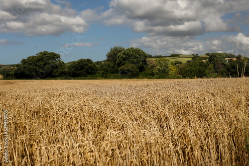 Ripe wheat field in Somerset, Exmoor National Park, England, ready to be harvested.