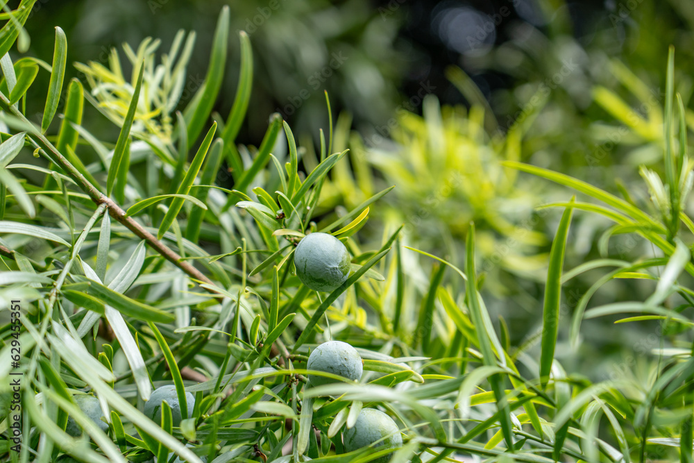 Afrocarpus falcatus (Podocarpus falcatus) is a species of tree in the