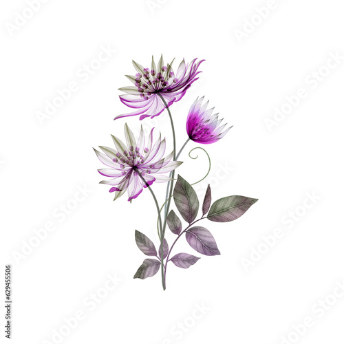 Astrantia Major  transparent flower bouquet isolated on white. Great Masterwort translucent flowers. Romantic floral composition. Spring watercolor illustration