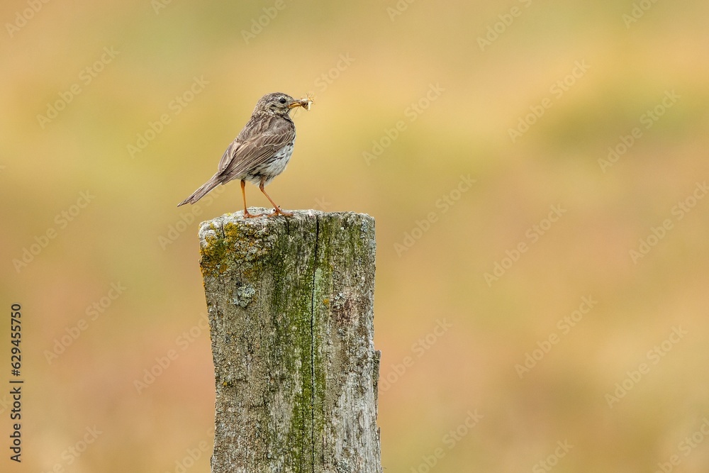 The meadow pipit, a small songbird with orange legs, holding insect in its beak, standing on a wooden stake in a grazing land. Blurry yelow, brown and green background.