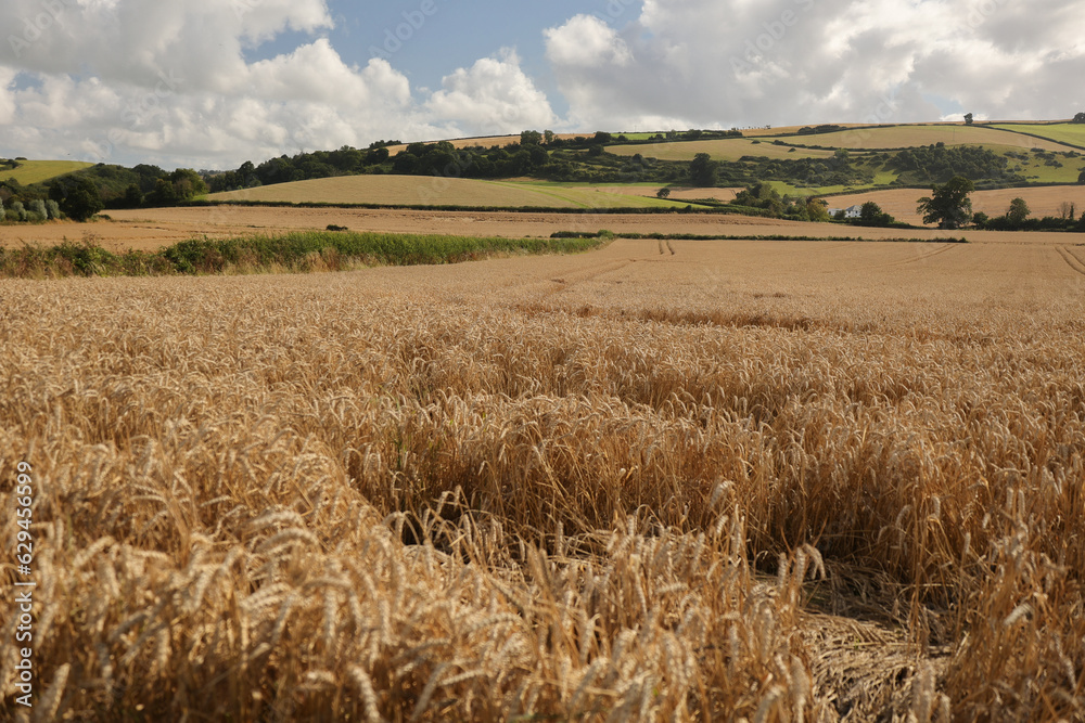Fototapeta premium Ripe wheat field in Somerset, Exmoor National Park, England, ready to be harvested.