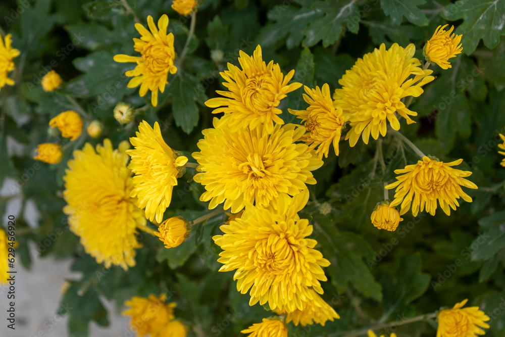 chrysanthemum flower bloom time chrysanthemum flower bloom time
