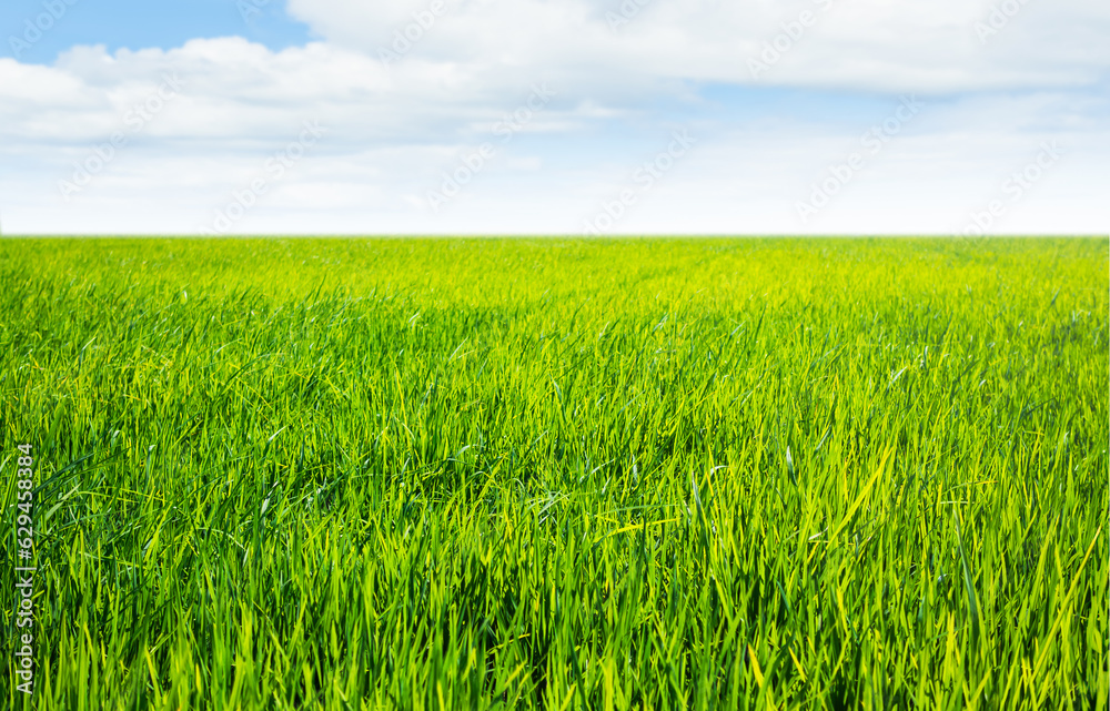 Farm Field Green Jasmine Rice Traditional Food in Thailand, Landscape Organic Vista Farm Field Green Jasmine Rice Traditional Food in Thailand, Landscape Organic Vista