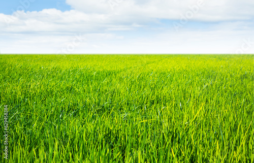 Farm Field Green Jasmine Rice Traditional Food in Thailand  Landscape Organic Vista