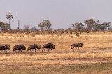 Telephoto shot of a herd of blue wildebeest - Connochaetes taurinus- walking on the plains of the Okavango Delta, Botswana.