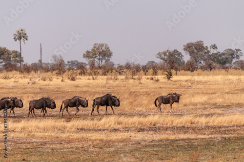 Telephoto shot of a herd of blue wildebeest - Connochaetes taurinus- walking on the plains of the Okavango Delta, Botswana. © Goldilock Project