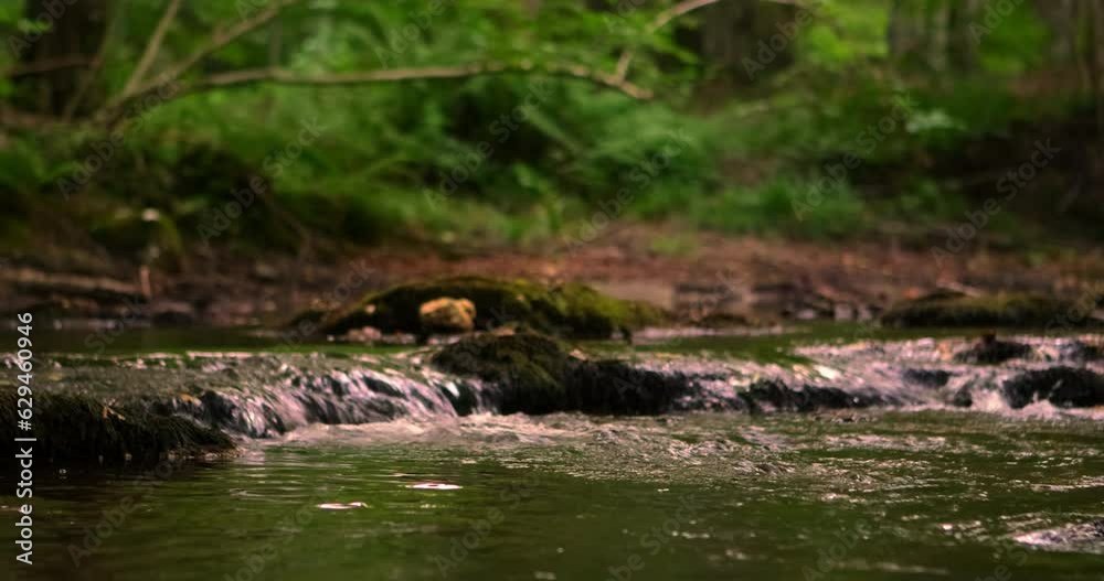 Breathtaking view of a flowing river and a beautiful forest, creating a harmonious and serene landscape that captivates the senses