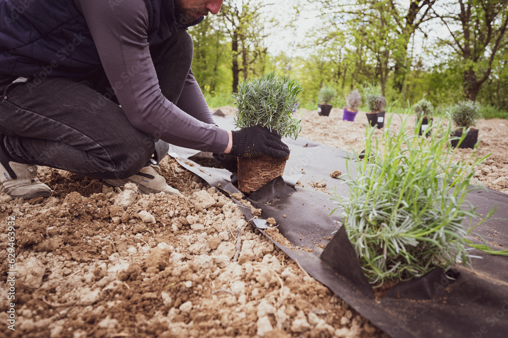 Fototapeta premium A person plants a lavender bush seedling in the soil, which is covered with agrofiber from weeds