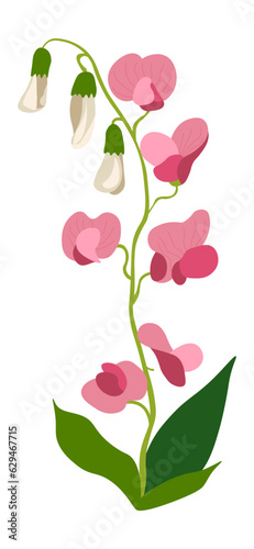 Sweet pea flower in blossom, blooming flora vector