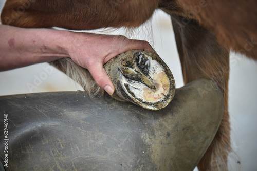 Farrier cleaning a problem hoof. horse with laminitis 