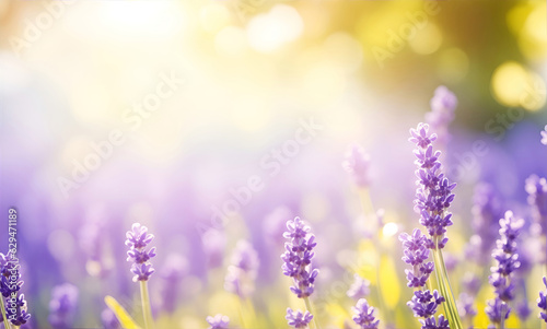 Art Beautiful wild Lavender flowers in Summer morning with copy space