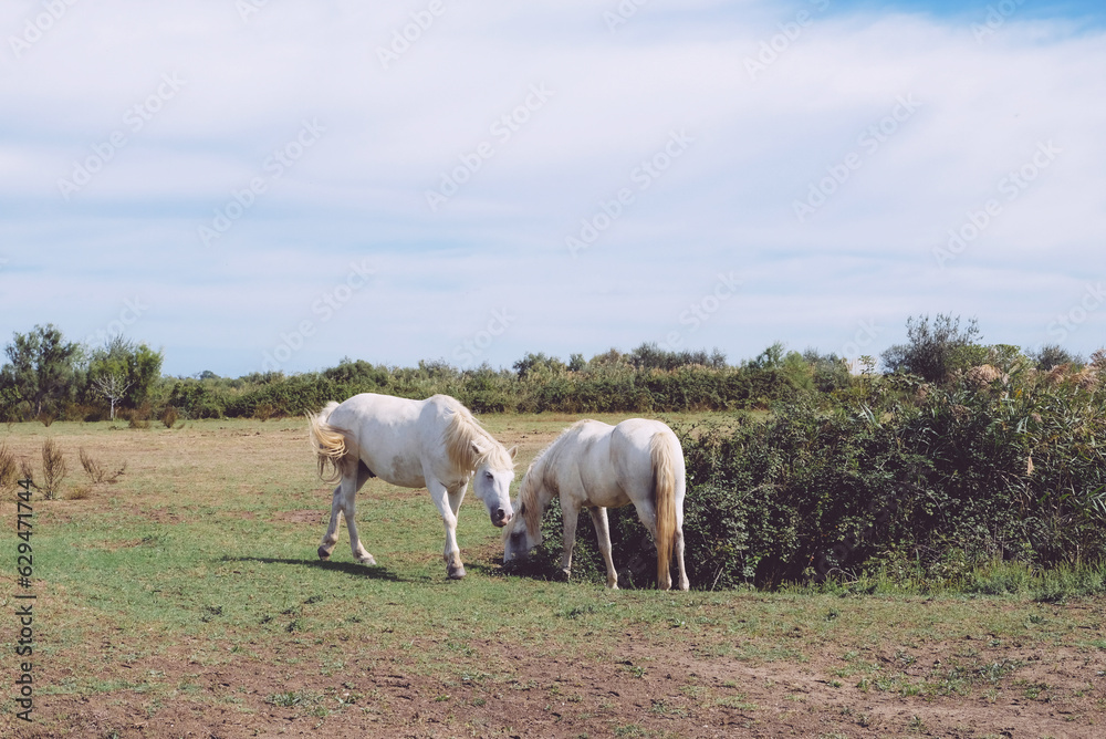 The Camargue horses grazing in the Camargue area in southern France, it is considered one of the oldest breeds of horses in the world. The Camargue horses grazing in the Camargue area in southern France, it is considered one of the oldest breeds of horses in the world.