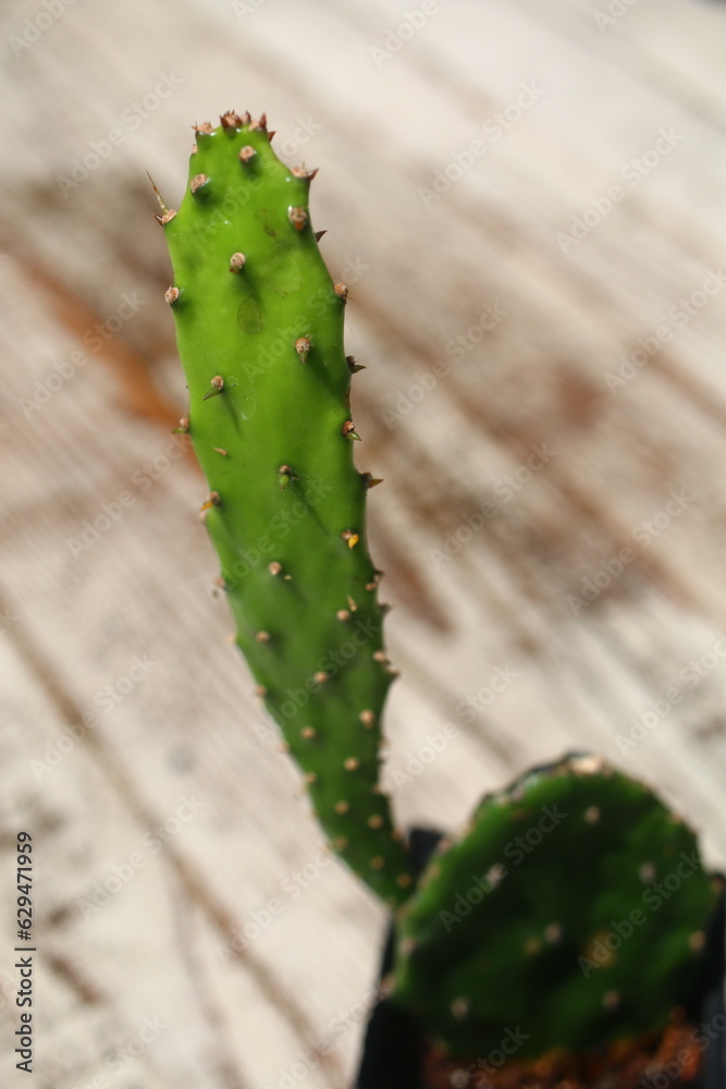 Opuncja Monacantha opuntia kaktus