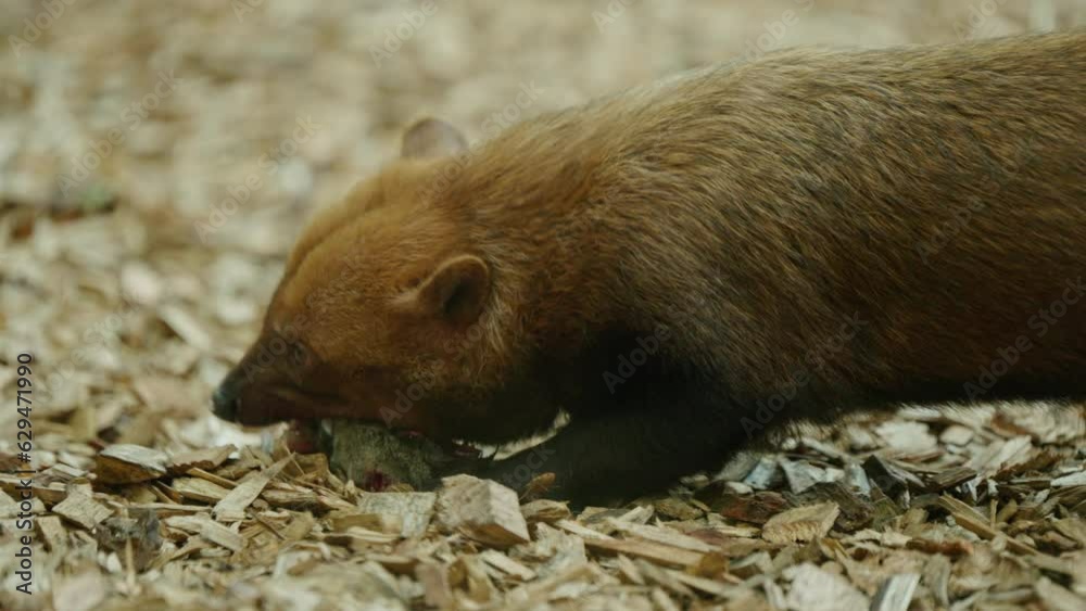 Close up of Bush Dog eating meat from prey it has hunted with social group Close up of Bush Dog eating meat from prey it has hunted with social group
