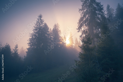 Sunlight rays through the morning fog in the spruce forest. Mountain hill forest at autumn foggy sunrise.