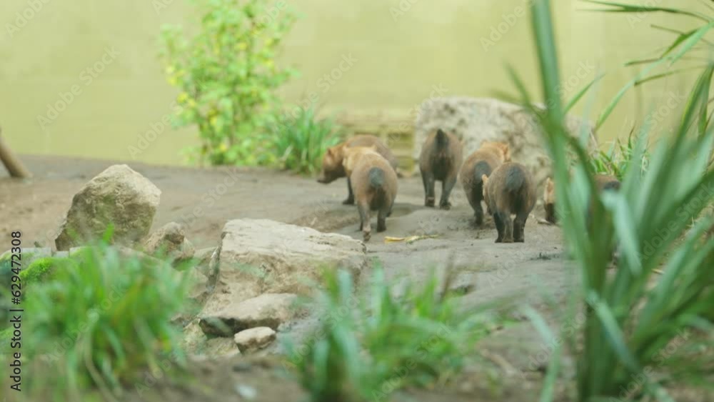 Bush Dog pack being led by alpha male through green bushes and large rocks in Zoo environment Bush Dog pack being led by alpha male through green bushes and large rocks in Zoo environment