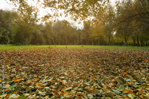 autumn landscape with leaves on the grass