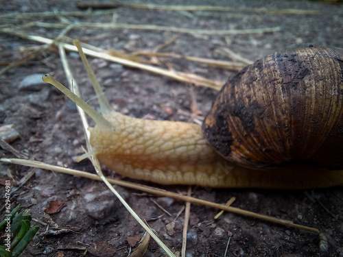 snail on a leaf