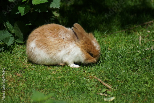 Zwerg Kaninchen in einem Tierpark photo