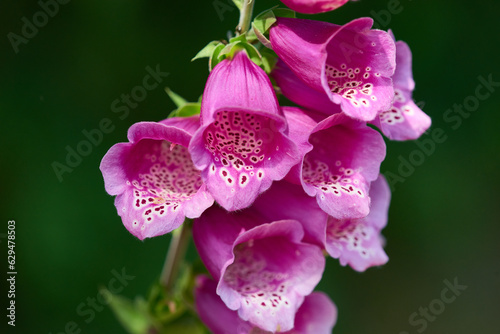 Roter Fingerhut - Purpurea digitalis photo