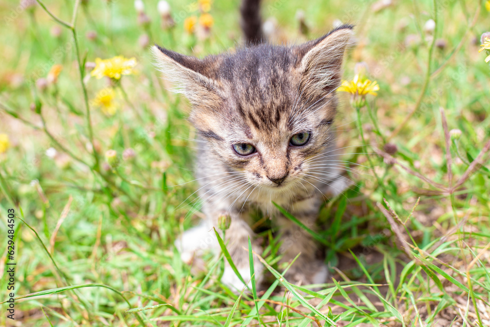 Little gray kitten in green grass. Cute pets Little gray kitten in green grass. Cute pets