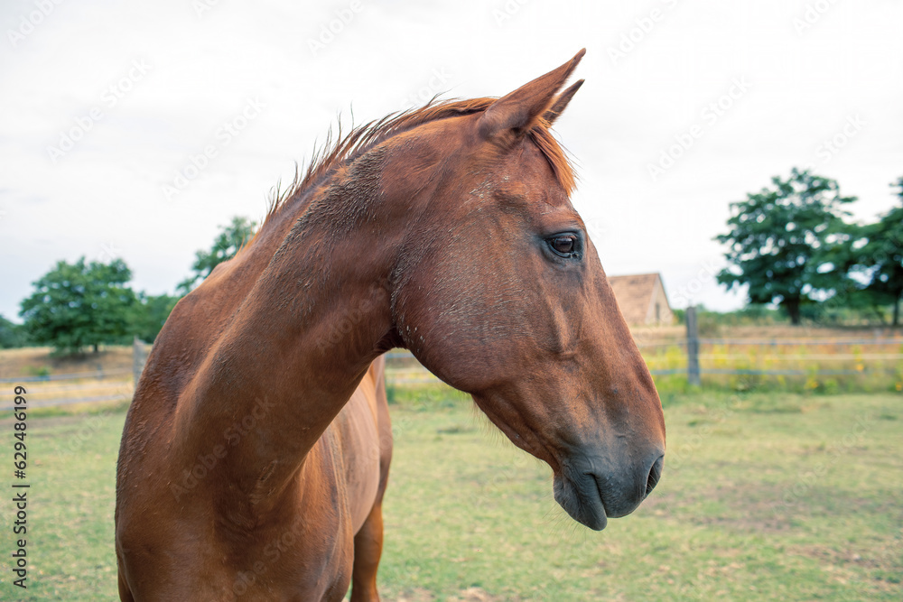 Portrait of a horse on the ranch.High quality photo. Portrait of a horse on the ranch.High quality photo.
