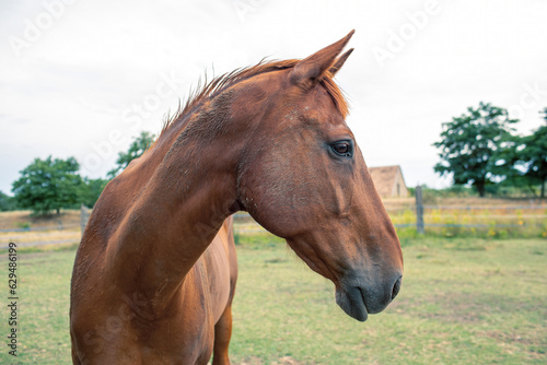 Portrait of a horse on the ranch.High quality photo.