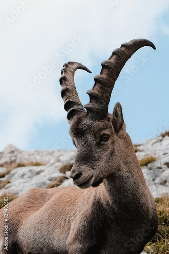 mountain goat on a rock in mountains