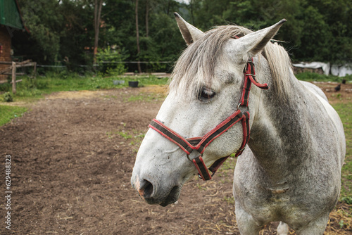 Portrait of a horse on the ranch.High quality photo.