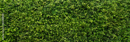 Green grass wall,green leaf texture,natural green backdrop, fresh green leaves background. small leaved green shrub,leaf wall environmentally friendly.