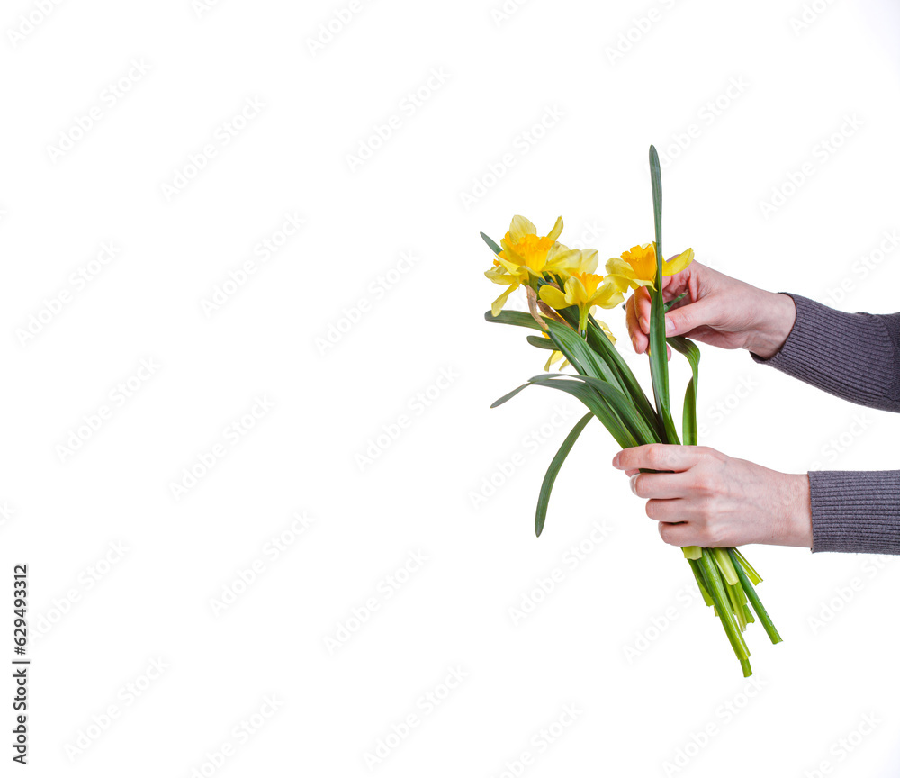 beautiful yellow flowers daffodils in the hands of a girl on a white background beautiful yellow flowers daffodils in the hands of a girl on a white background