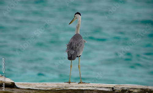 Grey Heron on jetty 
