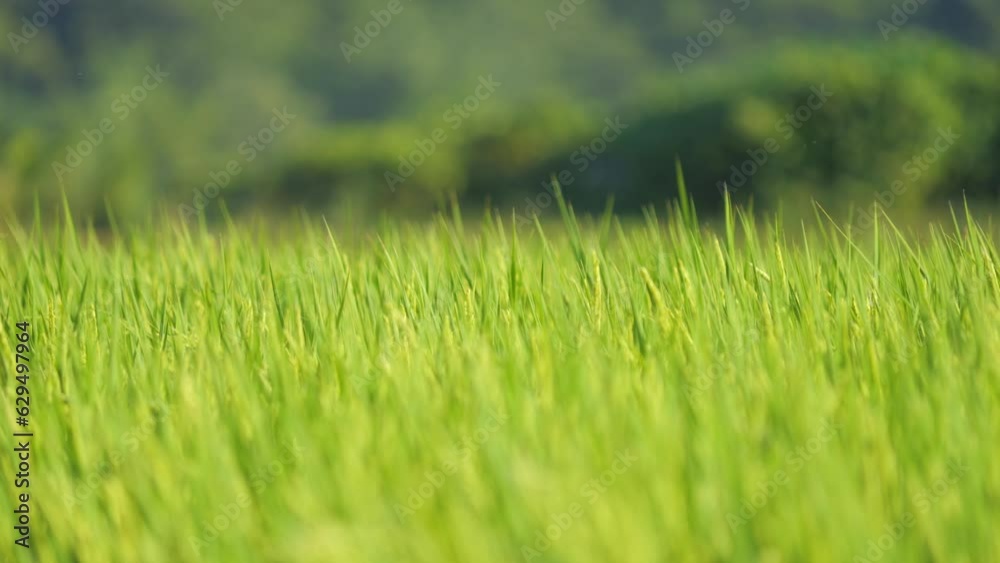 Closeup of ricefield full of paddy Closeup of ricefield full of paddy