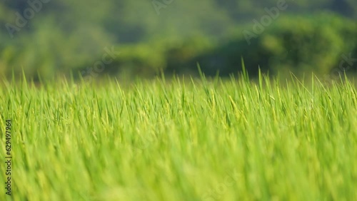 Wallpaper Mural Closeup of ricefield full of paddy Torontodigital.ca