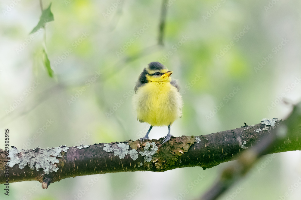 Wild bird in natural habitat. Funny cute nestling sitting on the branches of a tree with young green leaves.