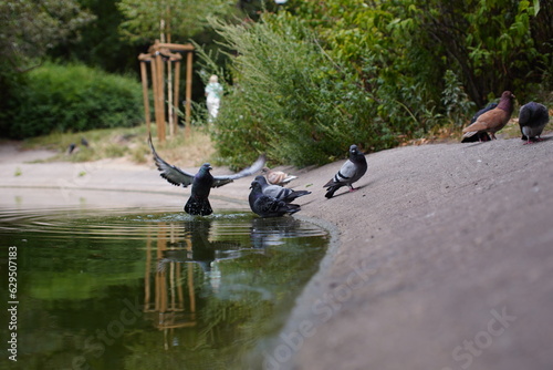 Group of pidgeons bathing in the pond, one of them is starting to fly photo