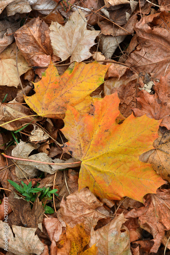 Close up of plant leaves with autumn colors